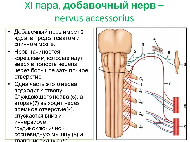 XI пара, добавочный нерв – nervus accessorius Добавочный нерв имеет 2 ядра: