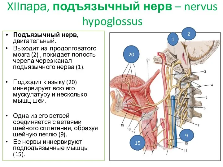XIIпара, подъязычный нерв – nervus hypoglossus Подъязычный нерв, двигательный. Выходит из продолговатого