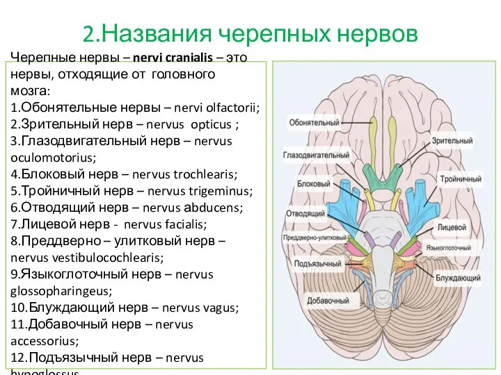 2.Названия черепных нервов Черепные нервы – nervi cranialis – это нервы, отходящие