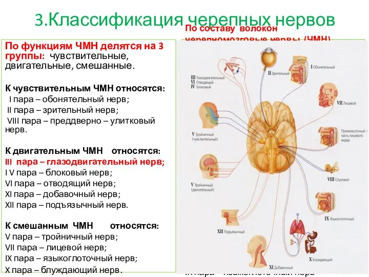3.Классификация черепных нервов По функциям ЧМН делятся на 3 группы: чувствительные, двигательные,