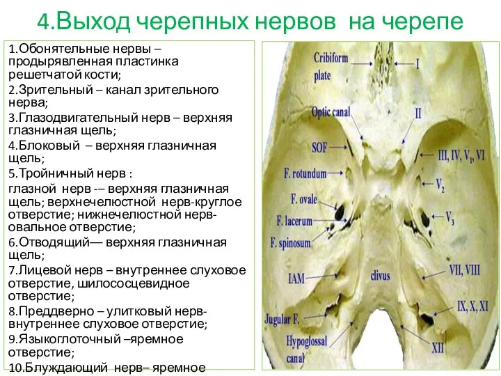 4.Выход черепных нервов на черепе 1.Обонятельные нервы – продырявленная пластинка решетчатой кости;