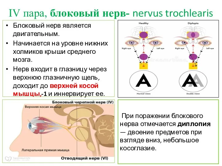 IV пара, блоковый нерв- nervus trochlearis Блоковый нерв является двигательным. Начинается на