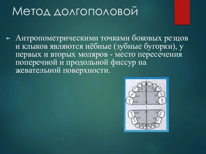 Метод долгополовой Антропометрическими точками боковых резцов и клыков являются нёбные (зубные бугорки),