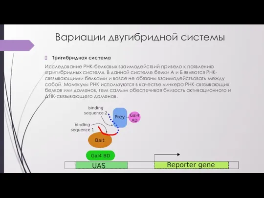 Вариации двугибридной системы Тригибридная система Исследование РНК-белковых взаимодействий привело к появлению «тригибридных