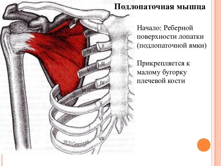 Подлопаточная мышца Начало: Реберной поверхности лопатки (подлопаточной ямки) Прикрепляется к малому бугорку плечевой кости