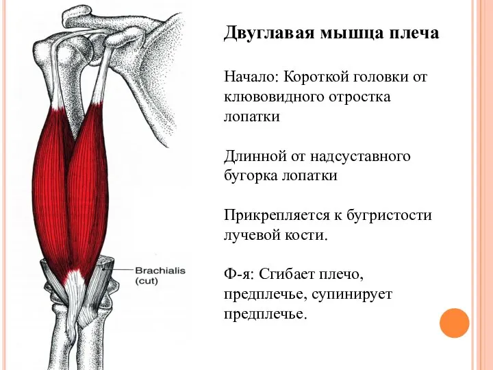 Двуглавая мышца плеча Начало: Короткой головки от клювовидного отростка лопатки Длинной от