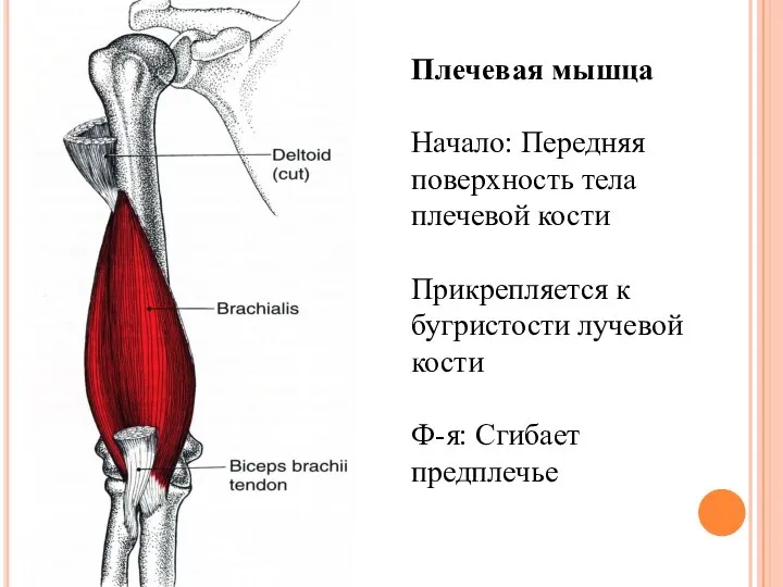 Плечевая мышца Начало: Передняя поверхность тела плечевой кости Прикрепляется к бугристости лучевой кости Ф-я: Сгибает предплечье