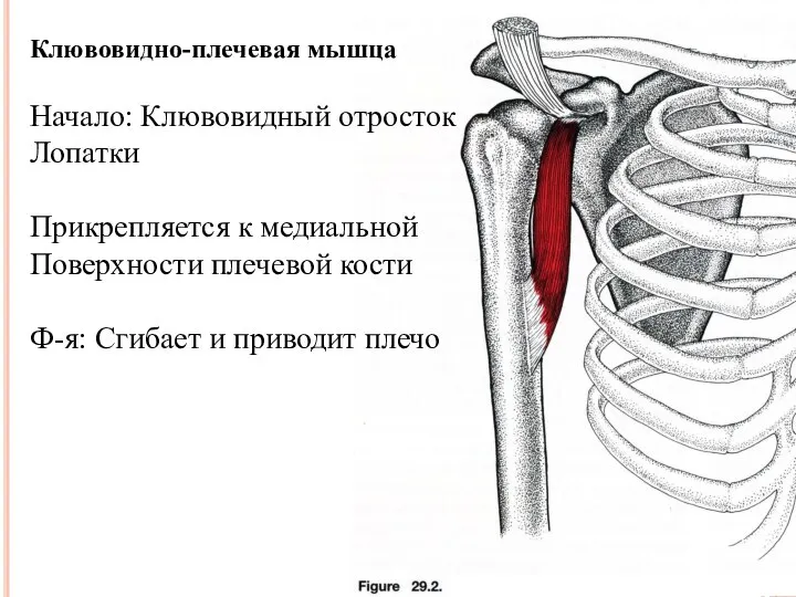 Клювовидно-плечевая мышца Начало: Клювовидный отросток Лопатки Прикрепляется к медиальной Поверхности плечевой кости