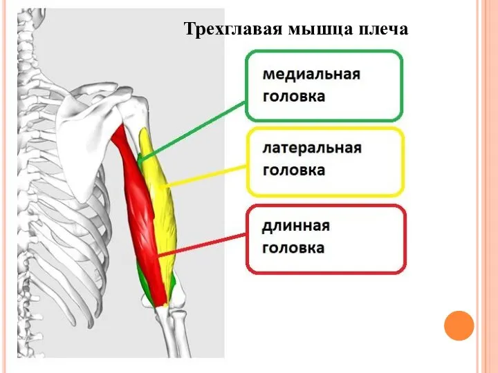 Трехглавая мышца плеча