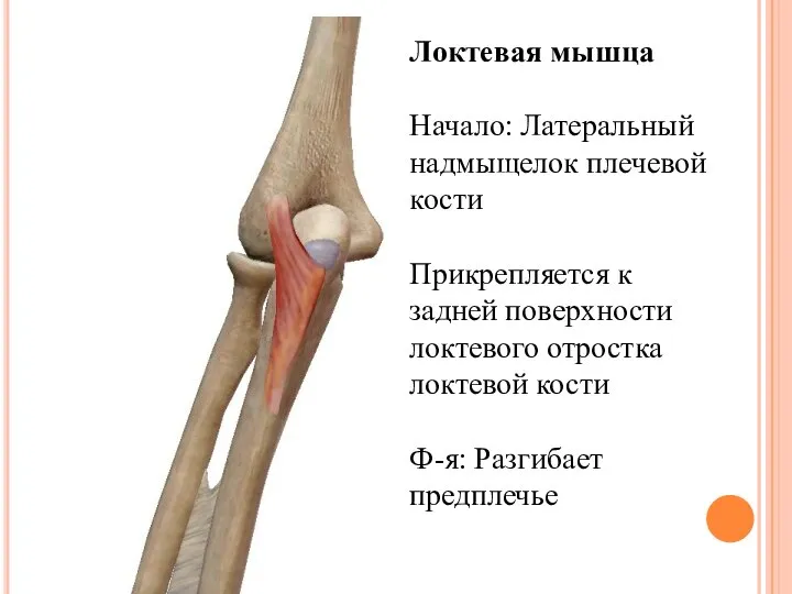 Локтевая мышца Начало: Латеральный надмыщелок плечевой кости Прикрепляется к задней поверхности локтевого