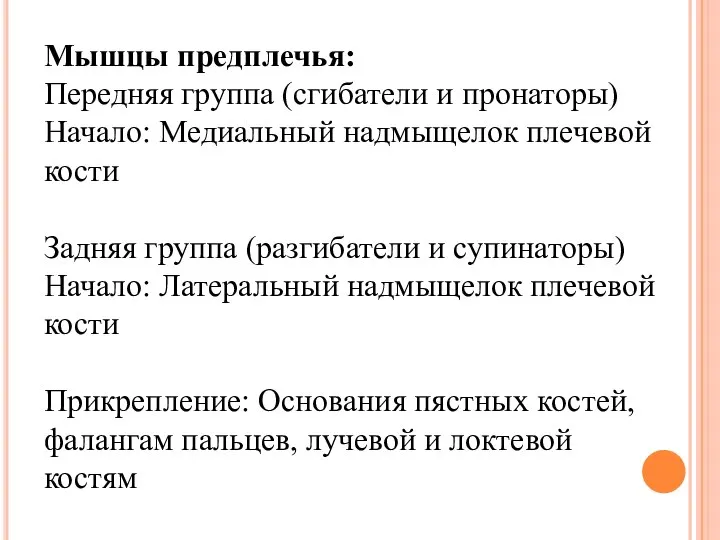 Мышцы предплечья: Передняя группа (сгибатели и пронаторы) Начало: Медиальный надмыщелок плечевой кости