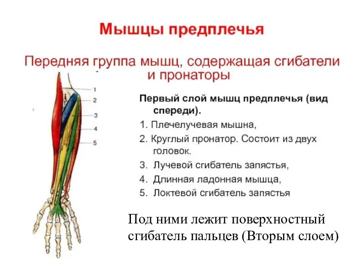 Под ними лежит поверхностный сгибатель пальцев (Вторым слоем)