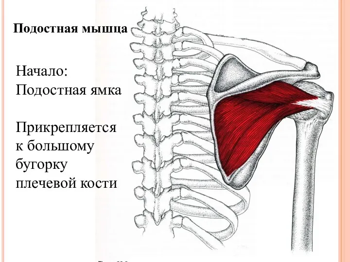 Подостная мышца Начало: Подостная ямка Прикрепляется к большому бугорку плечевой кости