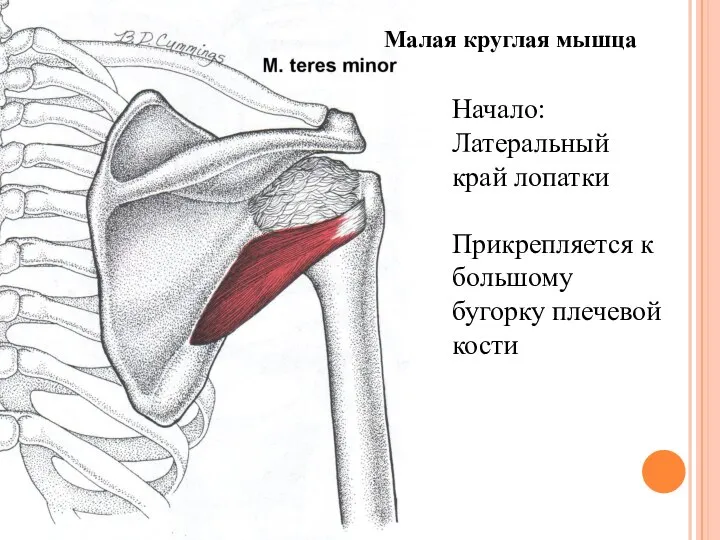 Малая круглая мышца Начало: Латеральный край лопатки Прикрепляется к большому бугорку плечевой кости