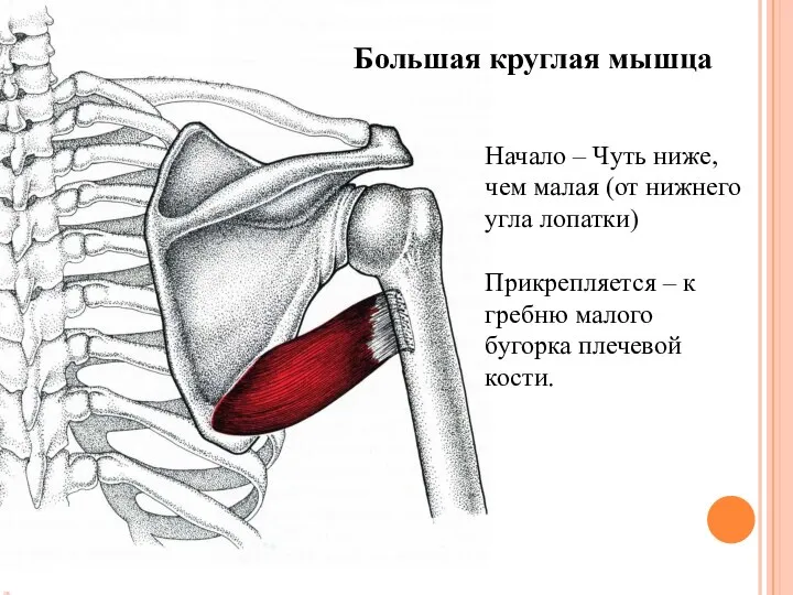 Большая круглая мышца Начало – Чуть ниже, чем малая (от нижнего угла