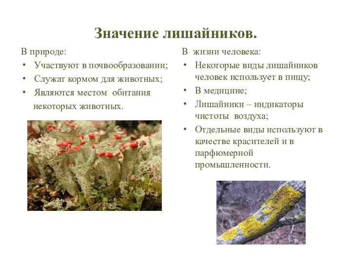 Значение лишайников. В природе: Участвуют в почвообразовании; Служат кормом для животных; Являются