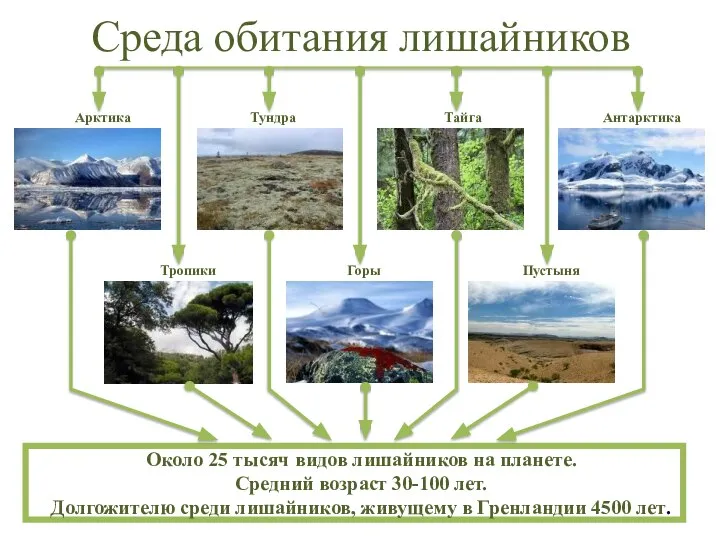 Среда обитания лишайников Арктика Тундра Тайга Антарктика Пустыня Горы Тропики Около 25