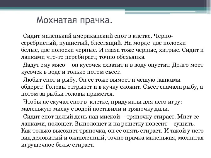 Мохнатая прачка. Сидит маленький американский енот в клетке. Черно-серебристый, пушистый, блестящий. На