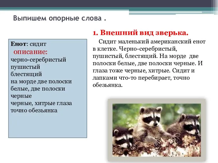 Выпишем опорные слова . 1. Внешний вид зверька. Сидит маленький американский енот