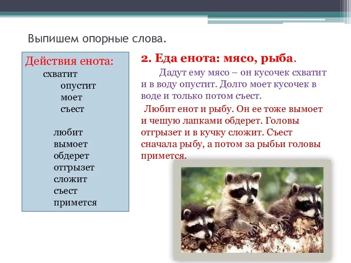 Выпишем опорные слова. 2. Еда енота: мясо, рыба. Дадут ему мясо –