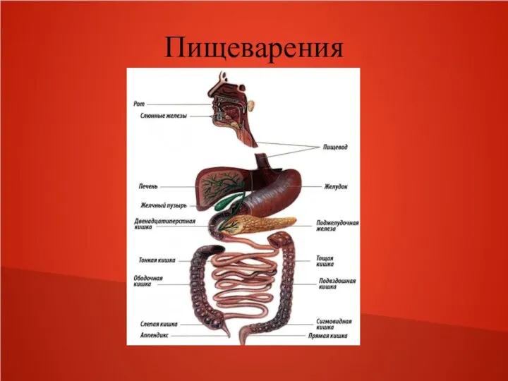 Пищеварения