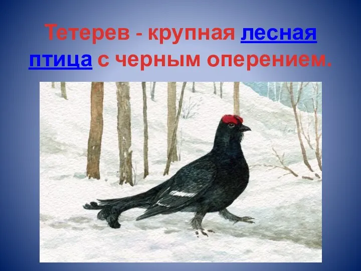 Тетерев - крупная лесная птица с черным оперением.