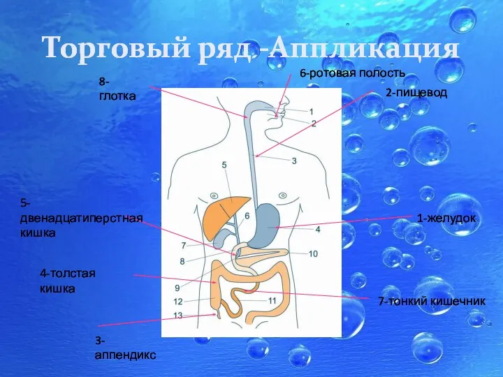 Торговый ряд -Аппликация 1-желудок 2-пищевод 3-аппендикс 4-толстая кишка 5-двенадцатиперстная кишка 6-ротовая полость 7-тонкий кишечник 8-глотка