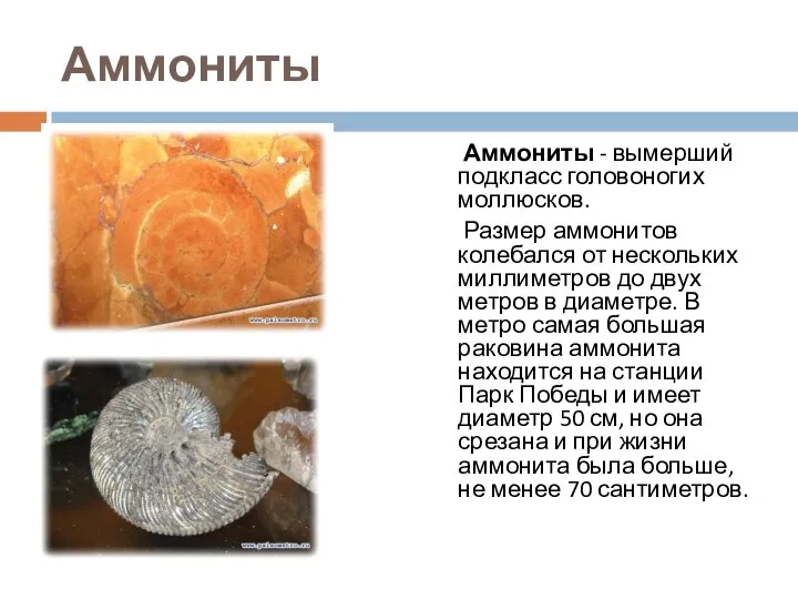 Аммониты Аммониты - вымерший подкласс головоногих моллюсков. Размер аммонитов колебался от нескольких
