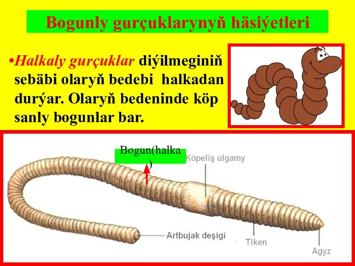 Bogunly gurçuklarynyň häsiýetleri Halkaly gurçuklar diýilmeginiň sebäbi olaryň bedebi halkadan durýar. Olaryň