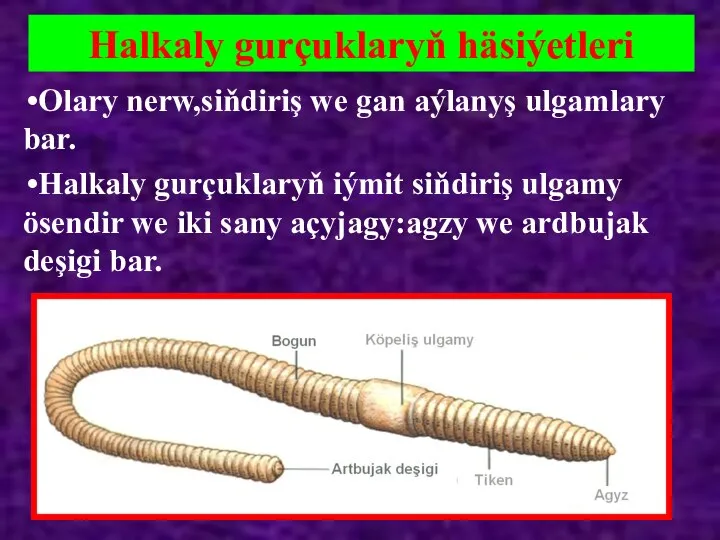 Halkaly gurçuklaryň häsiýetleri Olary nerw,siňdiriş we gan aýlanyş ulgamlary bar. Halkaly gurçuklaryň