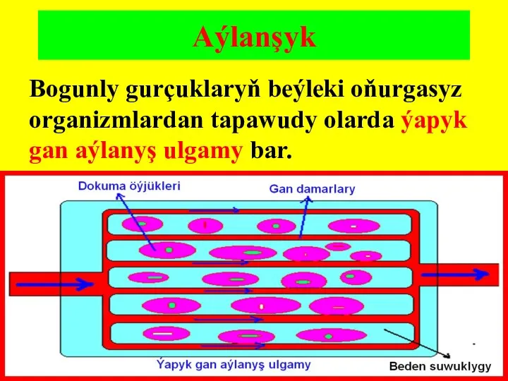 Bogunly gurçuklaryň beýleki oňurgasyz organizmlardan tapawudy olarda ýapyk gan aýlanyş ulgamy bar. Aýlanşyk