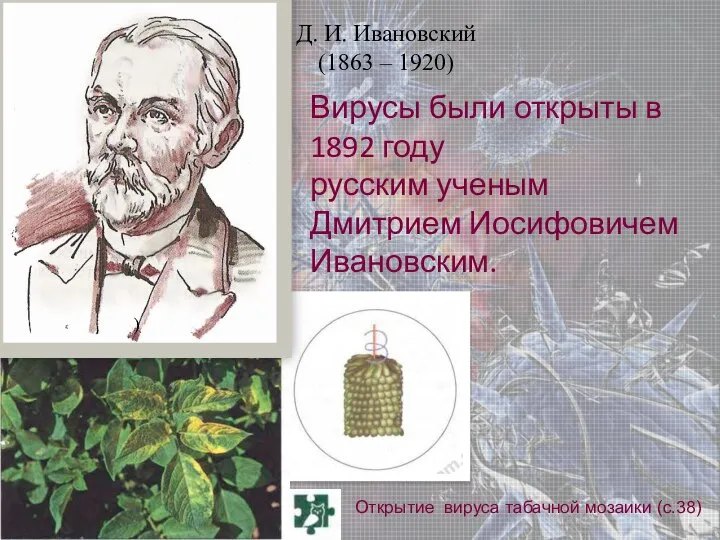 Открытие вируса табачной мозаики (с.38) Вирусы были открыты в 1892 году русским