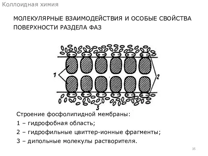 МОЛЕКУЛЯРНЫЕ ВЗАИМОДЕЙСТВИЯ И ОСОБЫЕ СВОЙСТВА ПОВЕРХНОСТИ РАЗДЕЛА ФАЗ Коллоидная химия Строение фосфолипидной