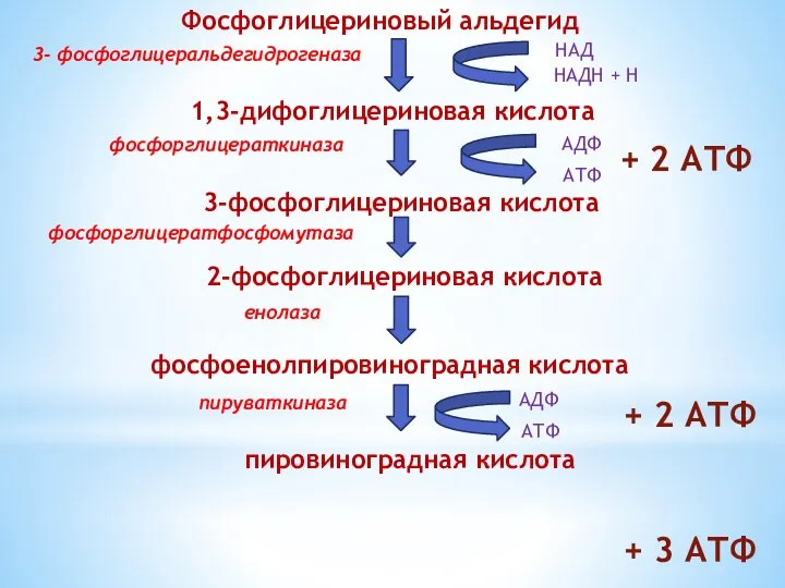 Фосфоглицериновый альдегид 3- фосфоглицеральдегидрогеназа НАД НАДН + Н 1,3-дифоглицериновая кислота фосфорглицераткиназа АДФ