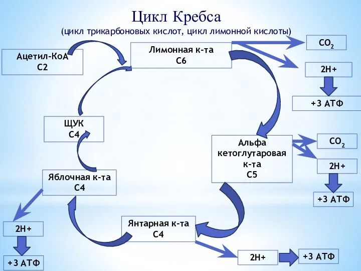 Цикл Кребса (цикл трикарбоновых кислот, цикл лимонной кислоты) Ацетил-КоА С2 ЩУК С4