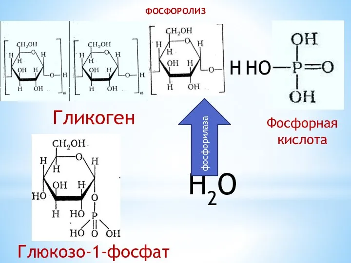 HО H H2O Гликоген Фосфорная кислота Глюкозо-1-фосфат фосфорилаза ФОСФОРОЛИЗ