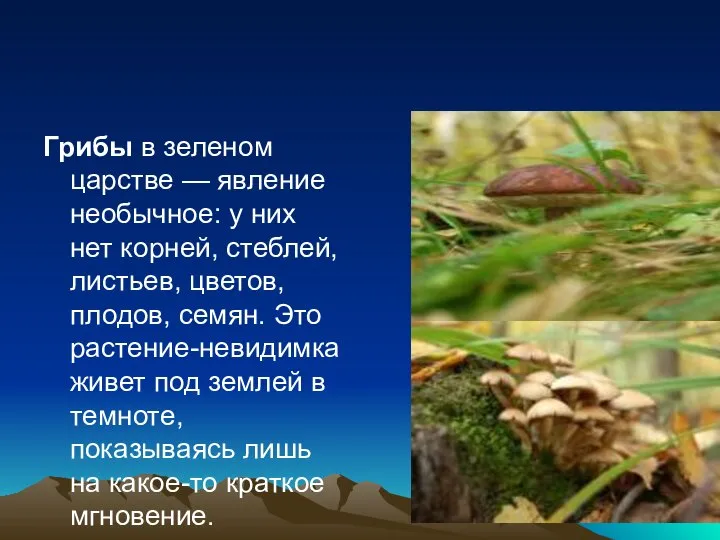 Грибы в зеленом царстве — явление необычное: у них нет корней, стеблей,