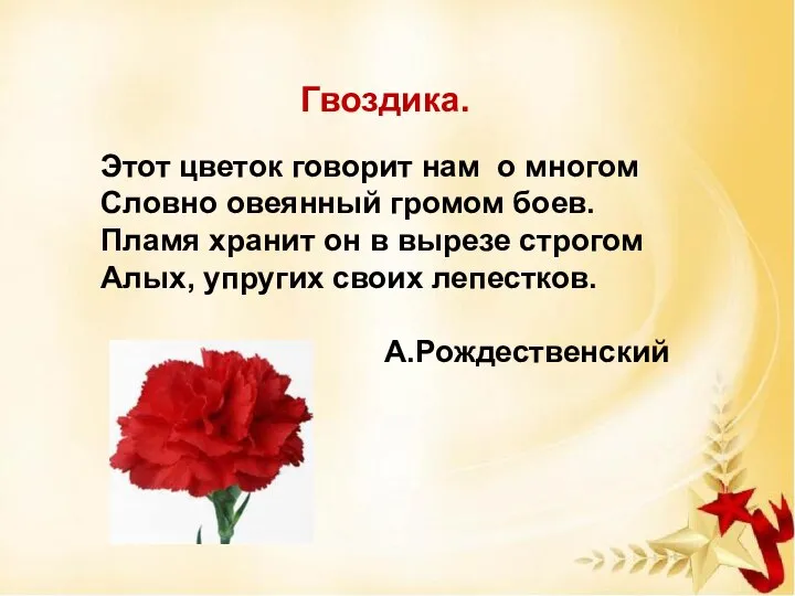 Гвоздика. Этот цветок говорит нам о многом Словно овеянный громом боев. Пламя