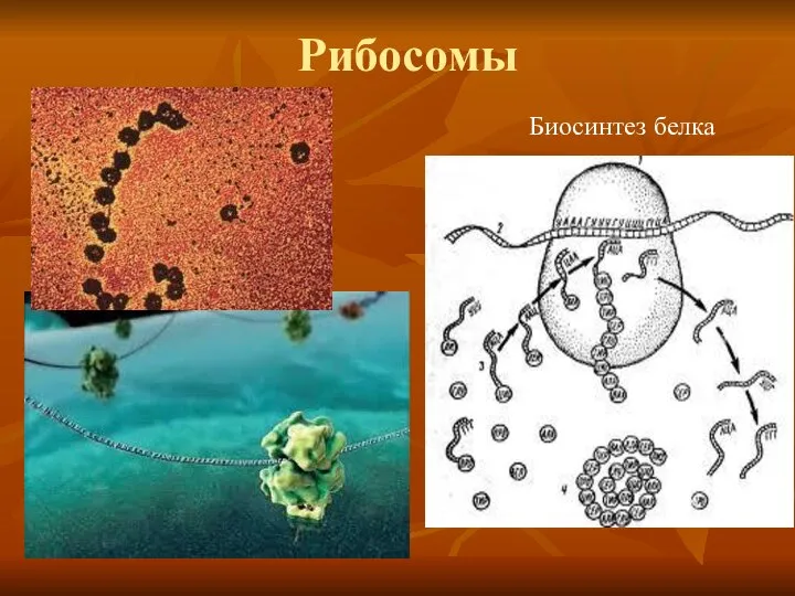 Рибосомы Биосинтез белка
