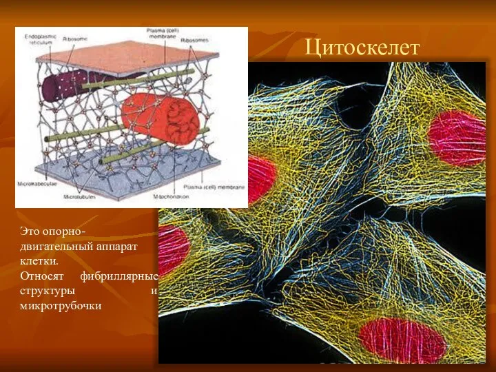 Цитоскелет Это опорно-двигательный аппарат клетки. Относят фибриллярные структуры и микротрубочки