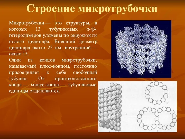 Строение микротрубочки Микротрубочки — это структуры, в которых 13 тубулиновых α-/β-гетеродимеров уложены