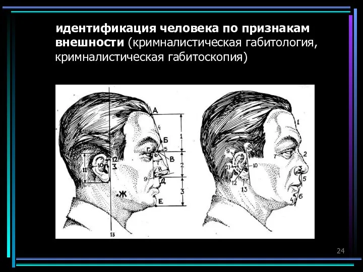 идентификация человека по признакам внешности (кримналистическая габитология, кримналистическая габитоскопия)