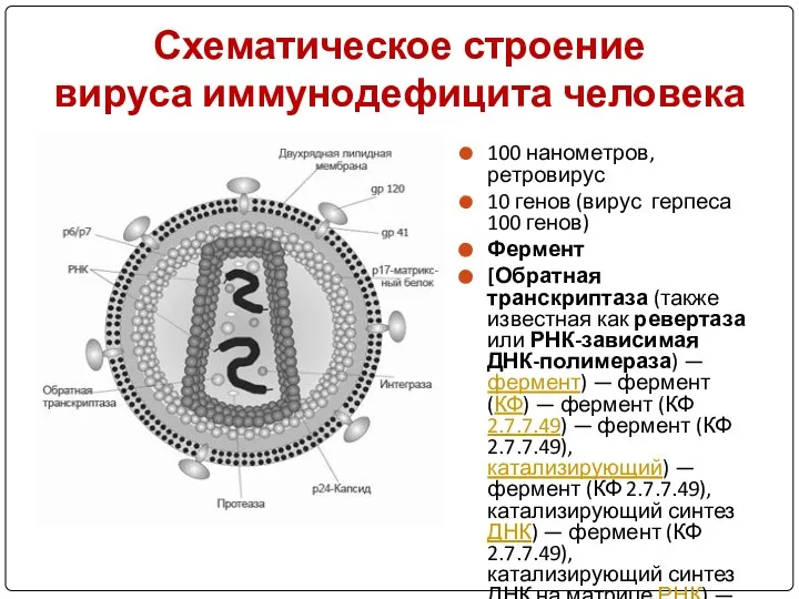 Схематическое строение вируса иммунодефицита человека 100 нанометров, ретровирус 10 генов (вирус герпеса