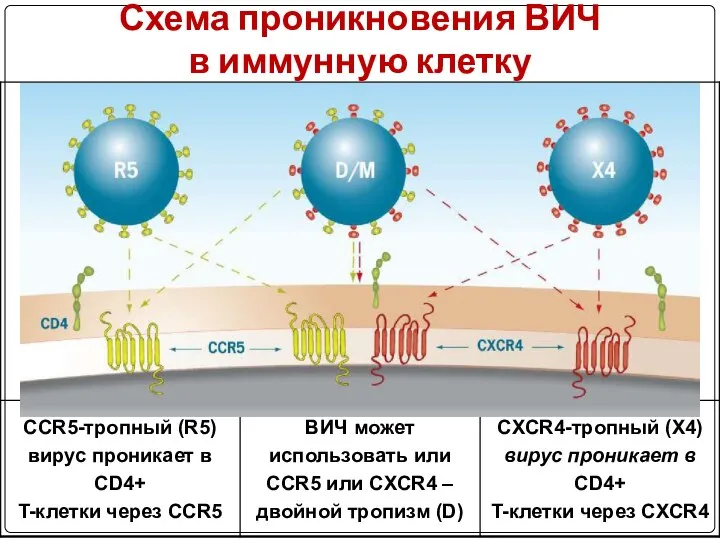 Схема проникновения ВИЧ в иммунную клетку