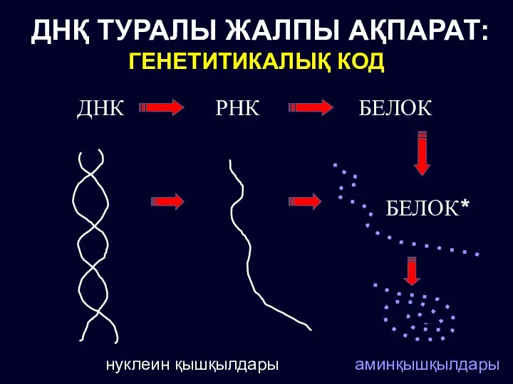 ДНК РНК БЕЛОК БЕЛОК* ДНҚ ТУРАЛЫ ЖАЛПЫ АҚПАРАТ: ГЕНЕТИТИКАЛЫҚ КОД нуклеин қышқылдары аминқышқылдары