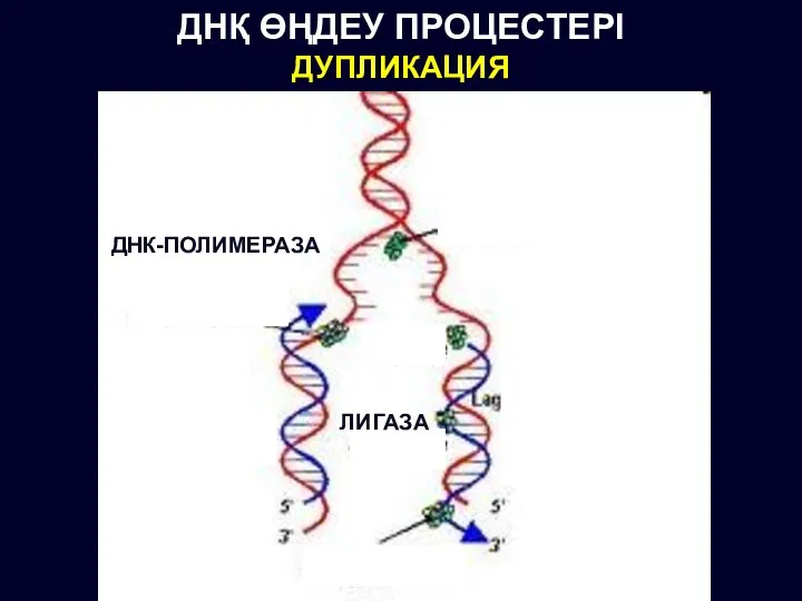 ДНҚ ӨҢДЕУ ПРОЦЕСТЕРІ ДУПЛИКАЦИЯ ДНК-ПОЛИМЕРАЗА ЛИГАЗА