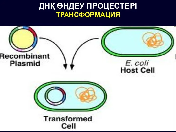 ДНҚ ӨҢДЕУ ПРОЦЕСТЕРІ ТРАНСФОРМАЦИЯ