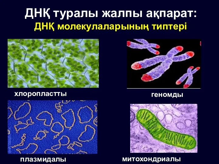хлоропластты геномды плазмидалы митохондриалы ДНҚ туралы жалпы ақпарат: ДНҚ молекулаларының типтері