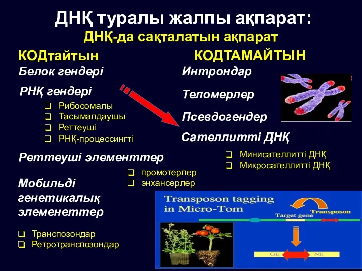 КОДТАМАЙТЫН Рибосомалы Тасымалдаушы Реттеуші РНҚ-процессингті РНҚ гендері Реттеуші элементтер Мобильді генетикалық элеменеттер