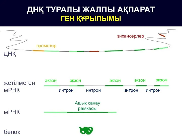 ДНҚ ТУРАЛЫ ЖАЛПЫ АҚПАРАТ ГЕН ҚҰРЫЛЫМЫ ДНҚ жетілмеген мРНК мРНК белок промотер